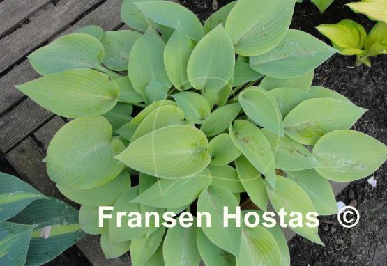 Hosta Early Times